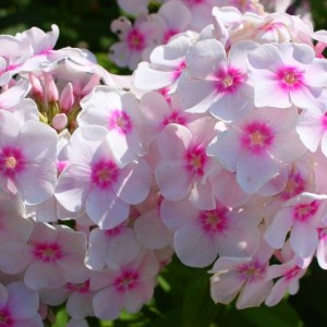 Флокс Европа