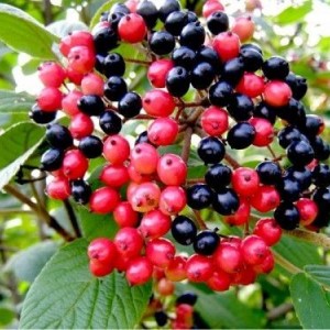 Калина гордовина Ауреа